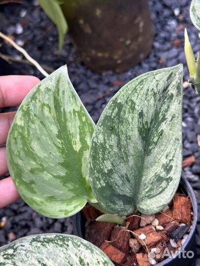 Сциндапсус hologram