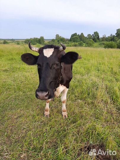 Тёлка стельная, дойные коровы
