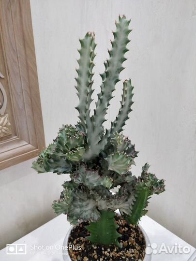 Эуфорбия и другие комнатные цветы