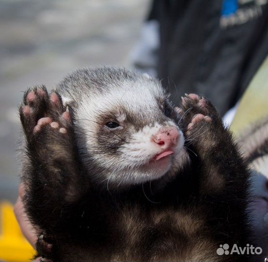 Домашний хорек