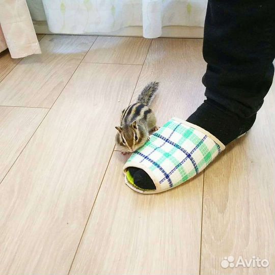 Бурундучки экзотическое животное