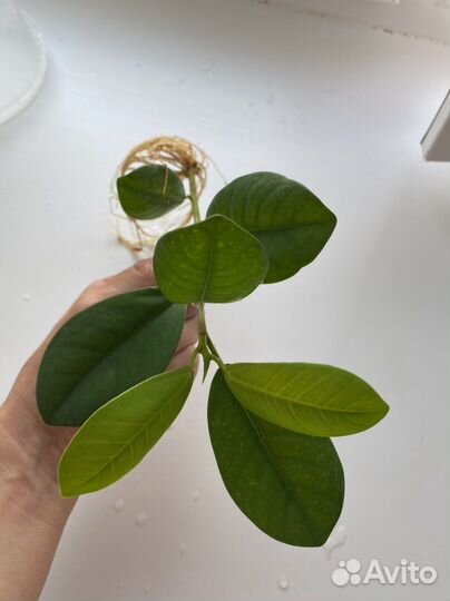 Фикус микрокарпа