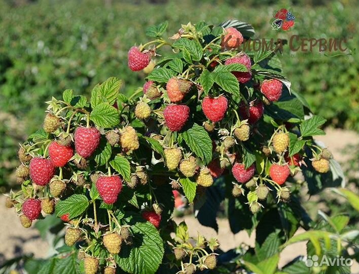 Малина (20 сортов)крупноплодная,бесшипные,ремонтан