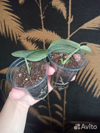 Сциндапсусы