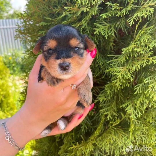 Цветные йорки щенки