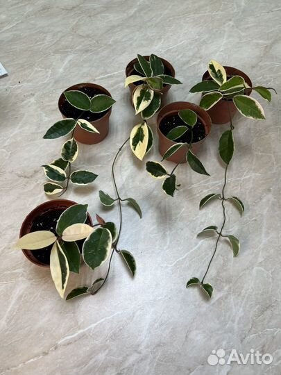 Хойя кримсон квин