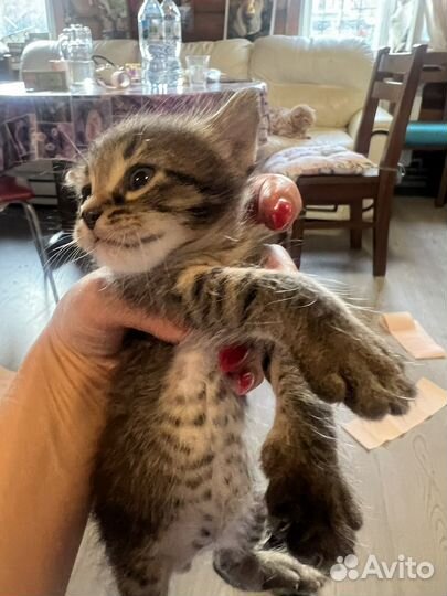 Котята