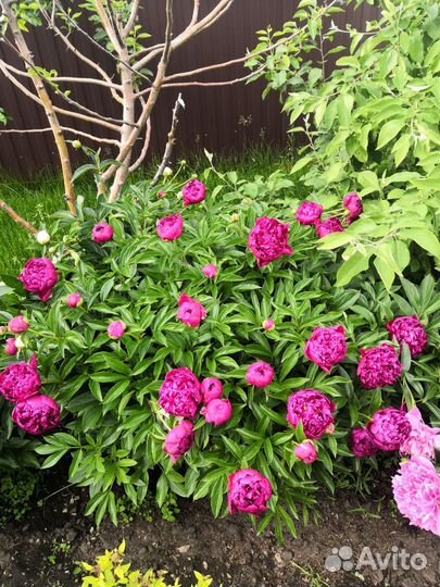 Пионы деленки