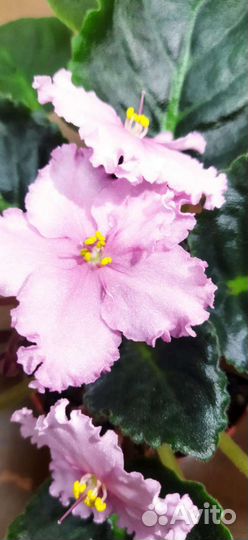 Сортовые фиалки, детки, стартер, с бутонами