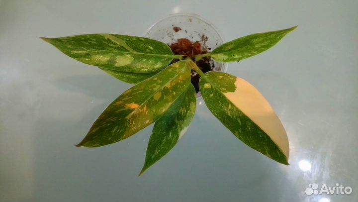 Филодендроны вариегатные