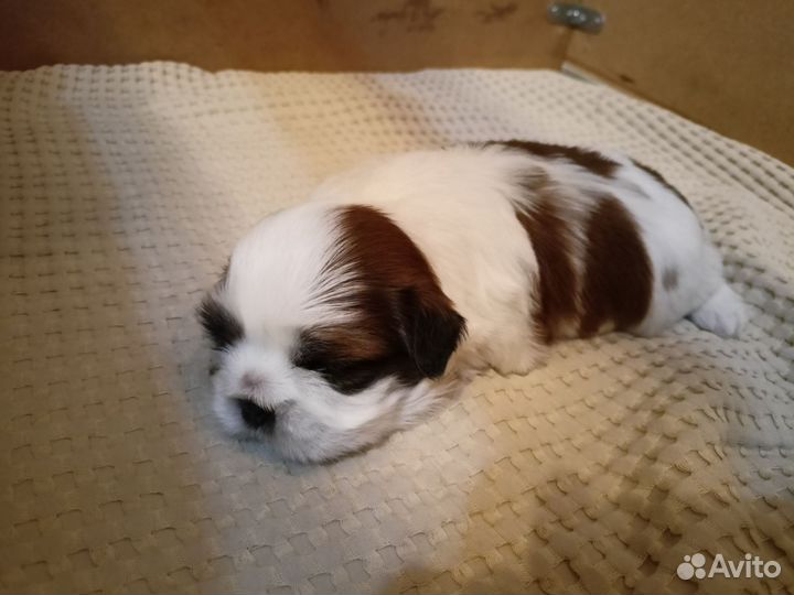 Собаки щенки