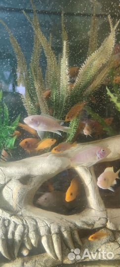 Цихлиды малави псевдотрофеус