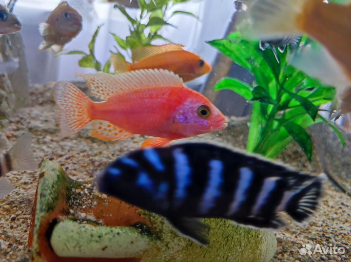 Аквариумные рыбки, Цыхлиды,Акары,Аулонокары и др