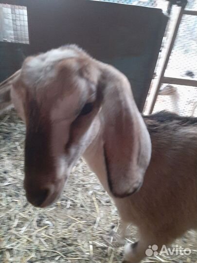 Козочки нубийские