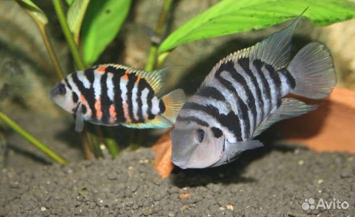 Хромис красавец