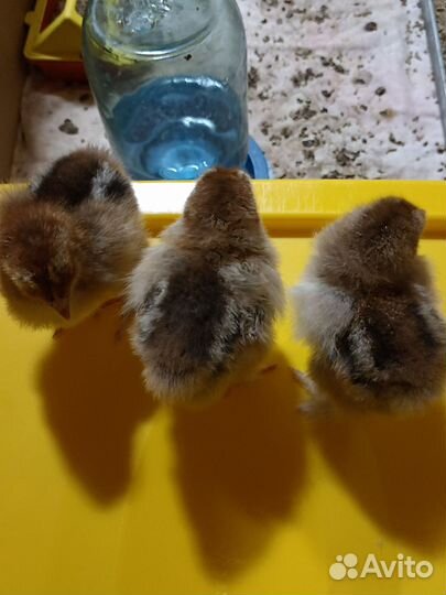 Инкубационное яйцо брама куропатчатая 80 р