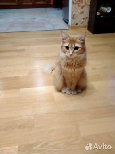 Кошки в добрые руки