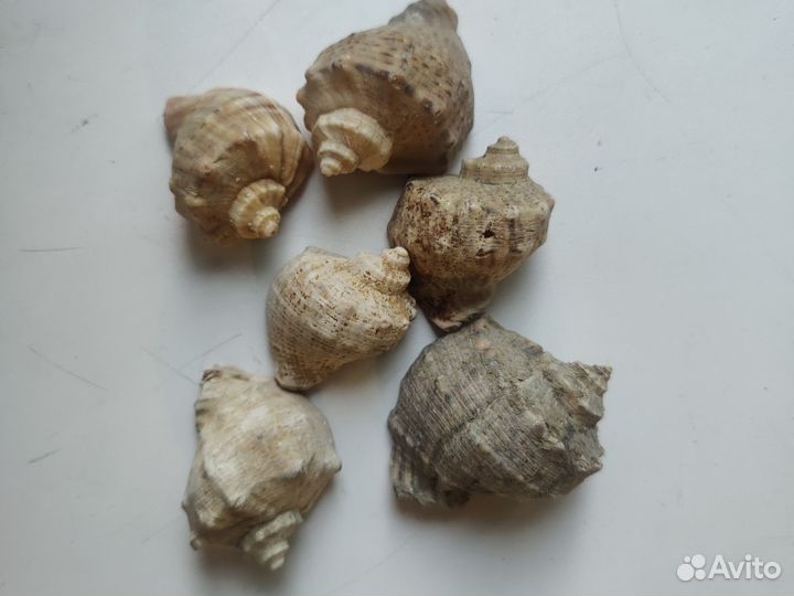 Набор натуральных морских ракушек