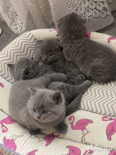Британские котята