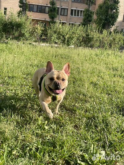 Вязка французский бульдог