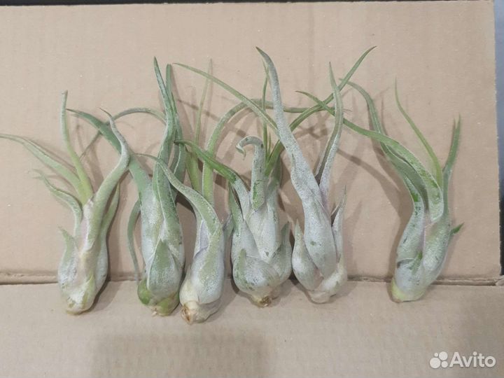 Тилландсия разные сорта