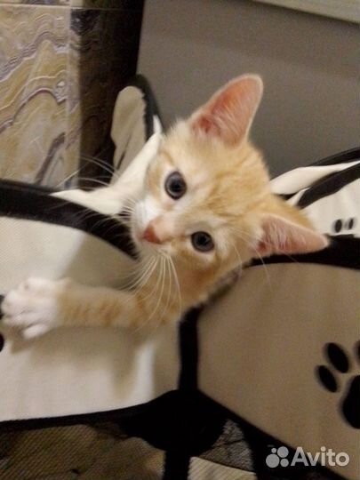 Домашние котятки - Бесплатно в дар)