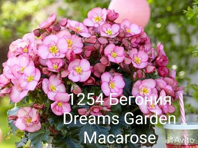 Бегония вегетативная