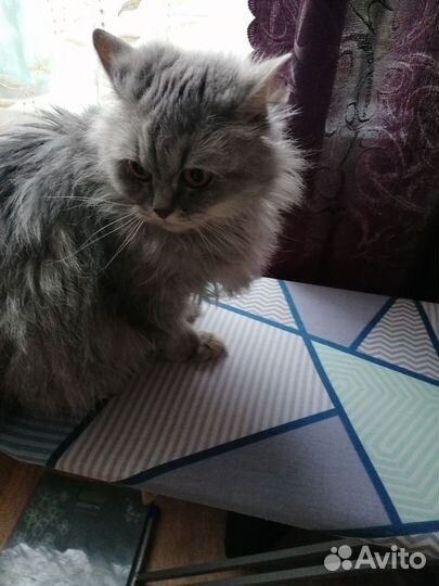 Шотландская кошка
