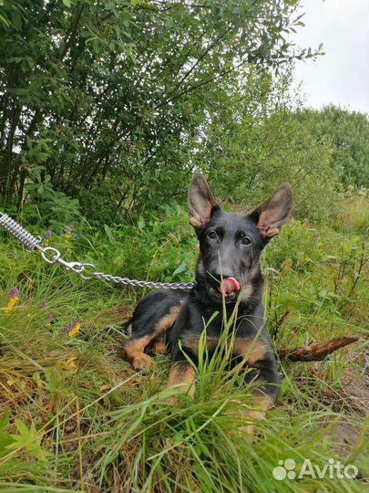 Девочка редкой красоты РКФ