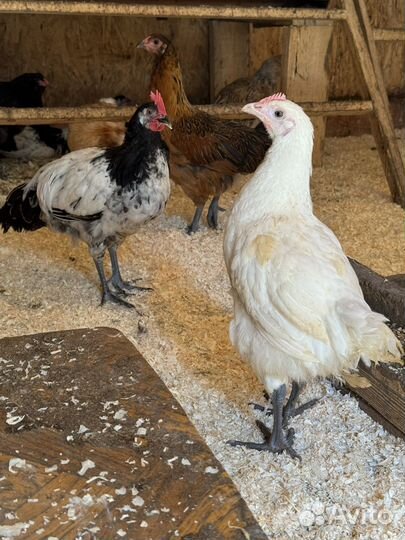 Петухи Лакенфельдер