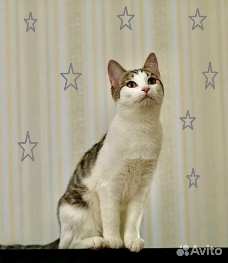 Котенок Проша