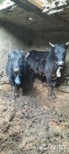 Продажа крс