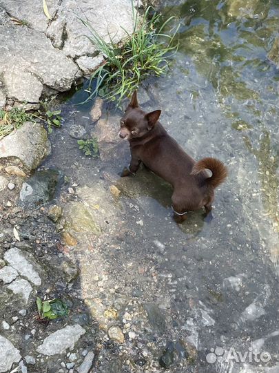 Вязка кобель чихуахуа стандарт