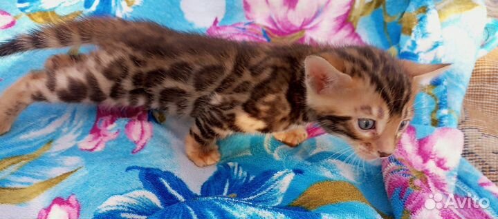 Бенгальские котята