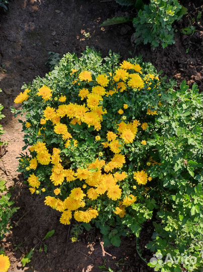 Жёлтая хризантема