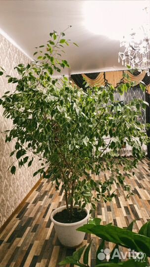 Фикус Бенджамина