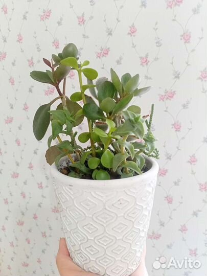 Суккуленты, комнатное растения