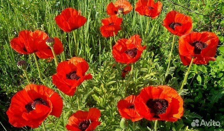 Цветы для сада