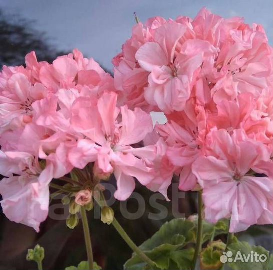 Пеларгония сортовая