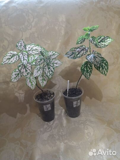 Пилея, традисканция, алиссум,плющ, гипоэстос