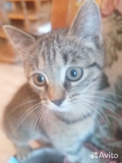 Котята прекрасные