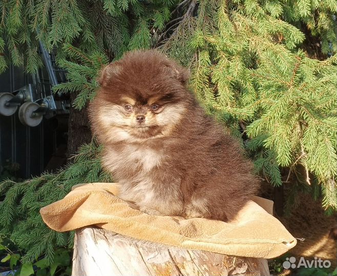 Щенки с документами