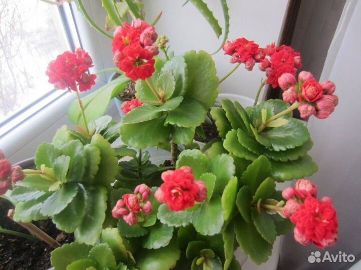 Каланхоэ декоративный