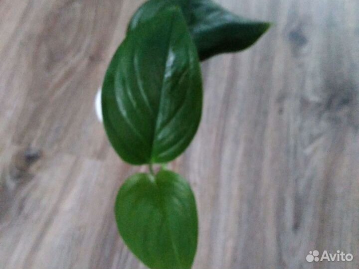 Комнатные растения номер 5