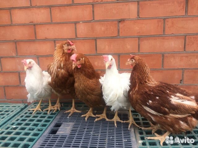 Молодые курочки несушки