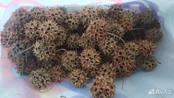 Ольха, Амбровое дерево, Шишки. Миндаль