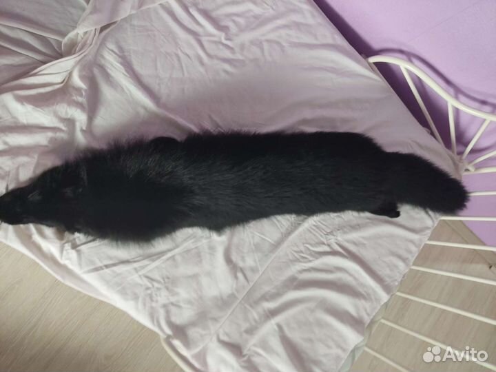 Натуральная шкура Чëрного песца