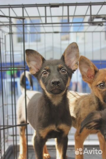 Маленькие щеночки