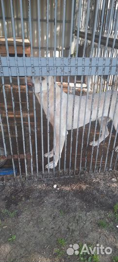 Отдам Алабая