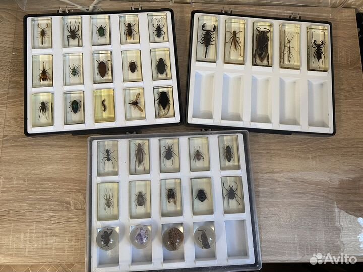 Коллекционные жуки в стекле 30 жуков и 4 шарика